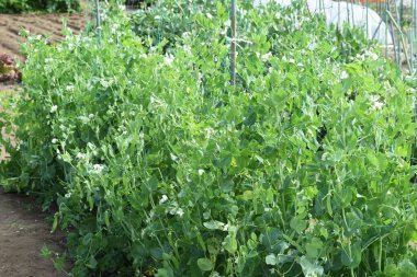 Bezelye ekimi. Bezelye kabuklarla yenilebilen bir fasulye türüdür..