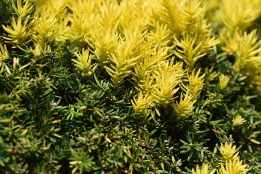 Yuvarlak budanmış cüce Japon porsuğu. Taxaceae her zaman yeşil çalı.