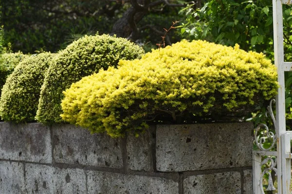 Tejo Japonés Enano Podado Redondo Taxaceae Arbusto Siempreverde —  Fotos de Stock