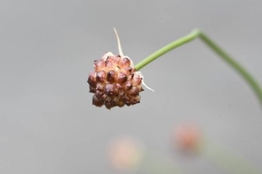 Vahşi Rocambole 'un propagandası. Propagül (Bulbil), bir yaprağın köküne yapışmış sulu ve küresel bir tomurcuktur. Amarillidaceae daimi soğan bitkisi.