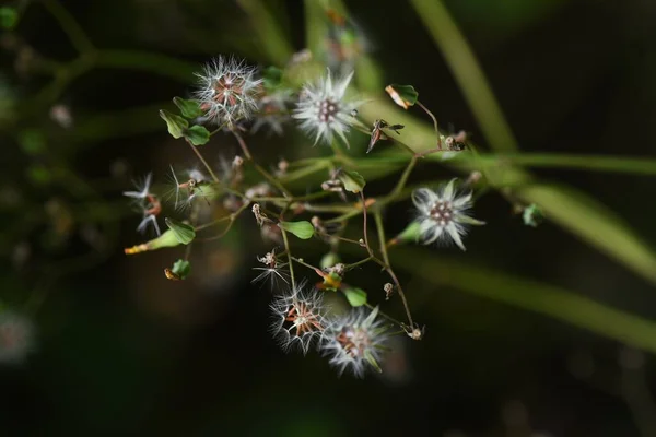 花後に東洋の偽のタカひげ綿毛 アスタリスク雑草 — ストック写真
