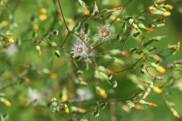 Oriental False Hawksbeard Fluff Flowers Asteraceae Weed — Stock Photo, Image