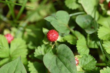 Sahte çilek (Potentillia hebiichigo). Rosaceae bitkisel otlar.