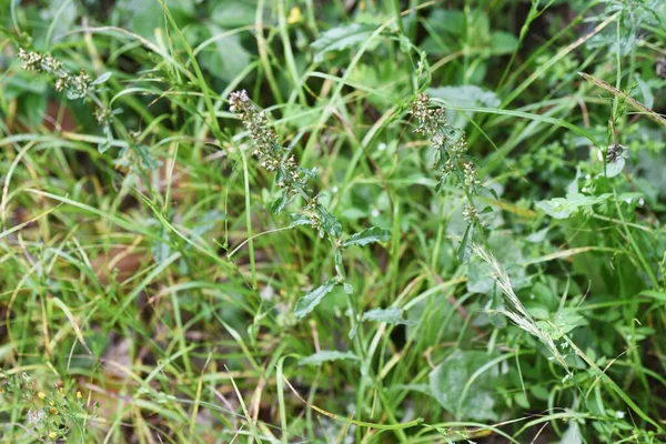 Shiny Cudweed Gamochaeta Coarctata 紫杉科多年生植物 — 图库照片