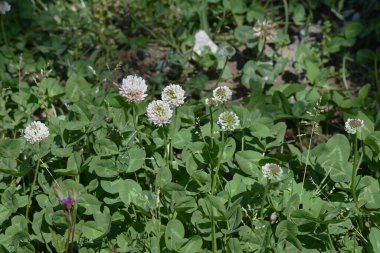 Beyaz yonca. Fabaceae bitkisel otlar.
