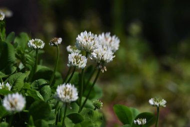 Beyaz yonca. Fabaceae bitkisel otlar.