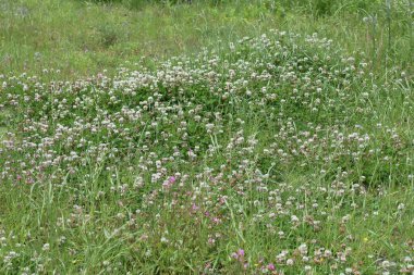 Beyaz yonca. Fabaceae bitkisel otlar.