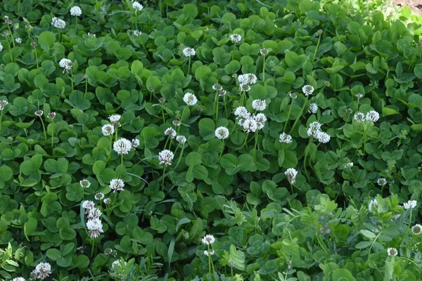 Белый Клевер Многолетняя Трава Фабисовые — стоковое фото