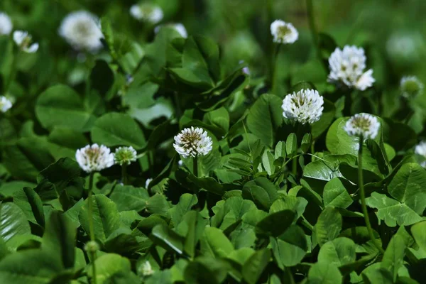 Vitklöver Fabaceae Flerårigt Gräs — Stockfoto