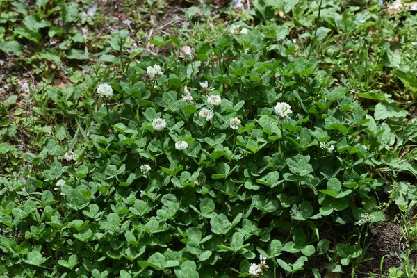 Trèfle Blanc Fabaceae Herbe Vivace — Photo