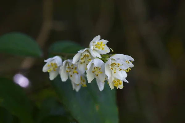 Deutzia Blossoms Hydrangeaceae Deciduous Shrub — Stock Photo, Image