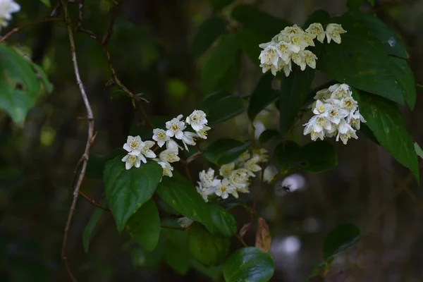 Deutzia Kwitnie Krzew Liściasty Hortensjonowy — Zdjęcie stockowe