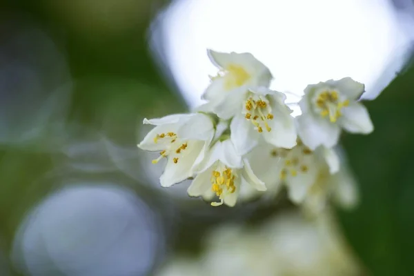 Deutzia Blossoms Hydrangeaceae Deciduous Shrub — Stock Photo, Image