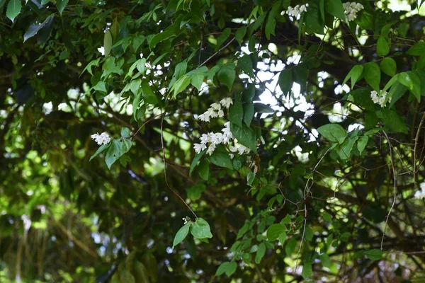 Deutzia Florece Arbusto Caducifolio Hydrangeaceae —  Fotos de Stock