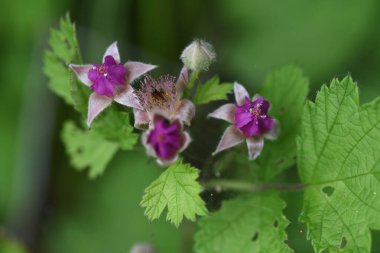 Yerli ahududu çiçeği. Rosaceae yapraklı çalı.