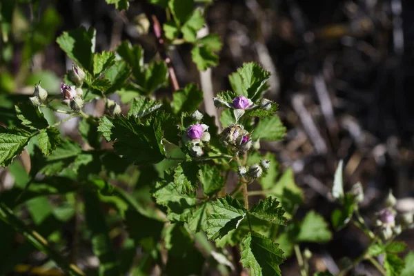 Őslakos Málnavirág Rosaceae Lombhullató Cserje — Stock Fotó