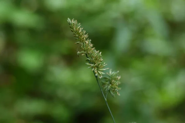 Kwiaty Trawy Sadowej Wieloletnia Trawa Poaceae Gorączka Siana Powoduje Rośliny — Zdjęcie stockowe