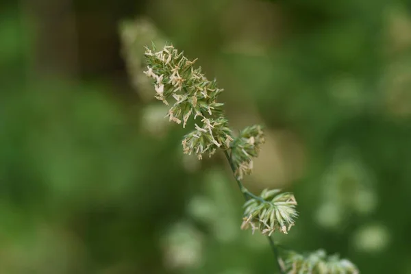Streuobstwiese Blüht Poaceae Perennniengras Heuschnupfen Verursacht Pflanzen — Stockfoto