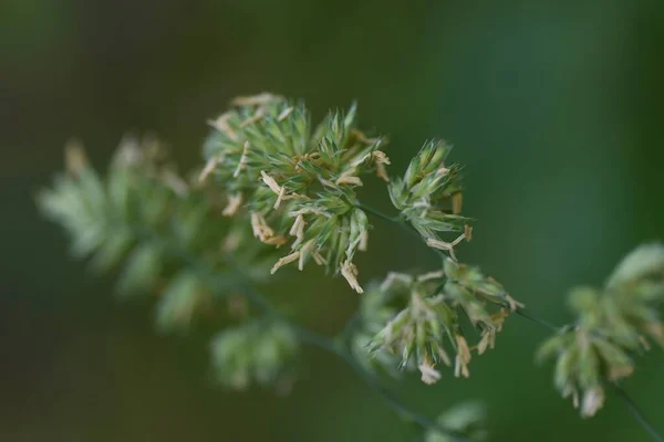 果樹園の草の花 草丈は多年草です 花粉症は植物を引き起こします — ストック写真