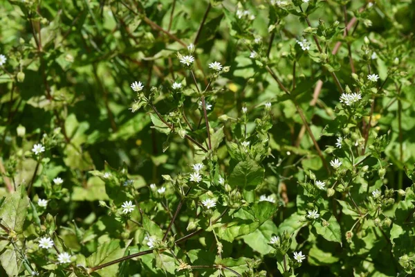 Stellaria Aquatica Fleurs Caryophyllaceae Herbe Bisannuelle — Photo