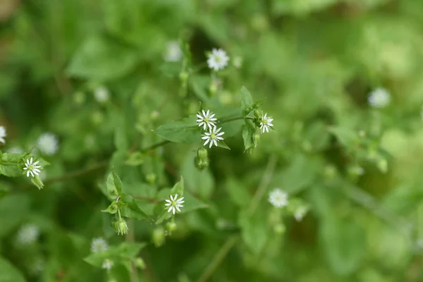 Flores Stellaria Aquatica Hierba Bienal Caryophyllaceae —  Fotos de Stock