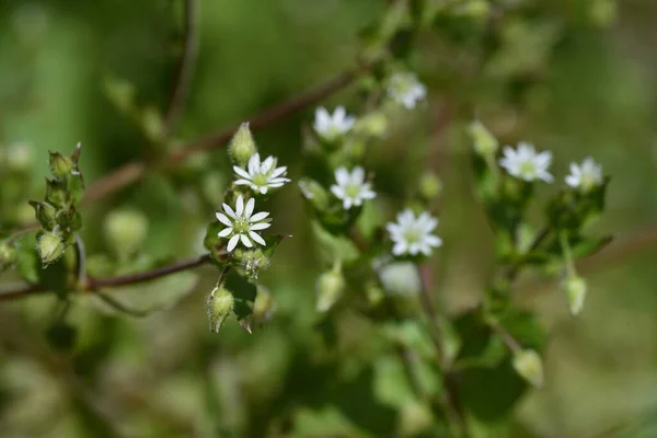 Stellaria Aquatica Kwiaty Trawa Dwuletnia Caryophyllaceae — Zdjęcie stockowe