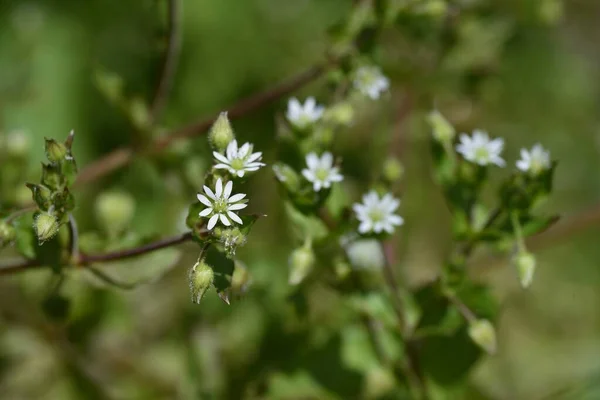 Fiori Stellaria Aquatica Erba Biennale Delle Caryophyllaceae — Foto Stock