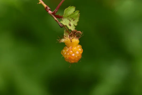 Raspberry Rosaceae Arbusto Decíduo Japonês Selvagem — Fotografia de Stock