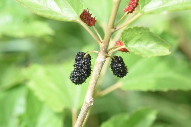 Olgun dut. Moraceae yaprak döken çalı.