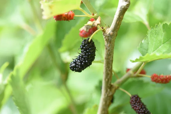 Ώριμο Μούρο Φυλλοβόλος Θάμνος Moraceae — Φωτογραφία Αρχείου