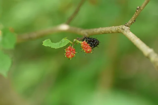 Ripe Mulberry Moraceae Deciduous Shrub — Stock Photo, Image