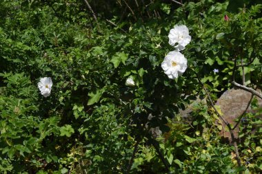 Ramanas gülü. Rosaceae yapraklı çalı.