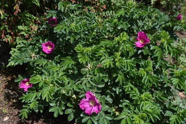 Ramanas Rosa Rosaceae Arbusto Deciduo — Foto Stock