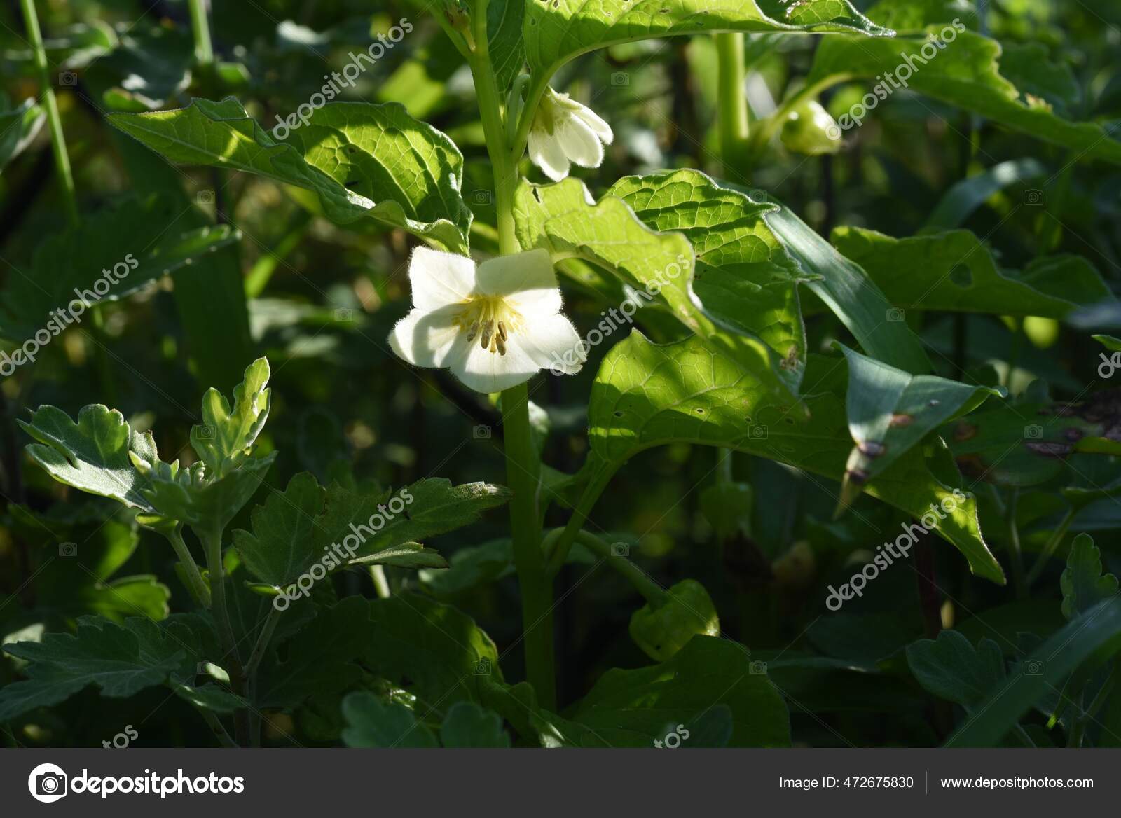 Chinese Lantern Plant Winter Cherry Flowers Solanaceae Toxic Medicinal Plant Stock Photo By C Yk1500