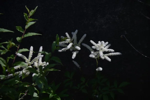 Fiori Astilbe Saxifragaceae Pianta Perenne — Foto Stock