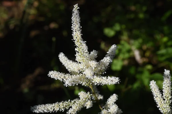 Astilbe Çiçekleri Saxifragaceae Daimi Bitkisi — Stok fotoğraf