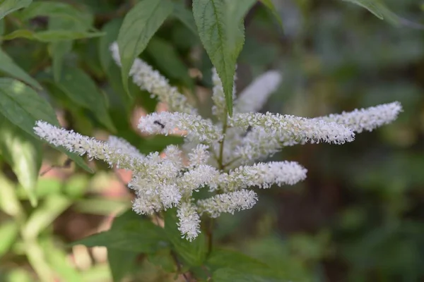 阳春花 柴胡科多年生植物 — 图库照片