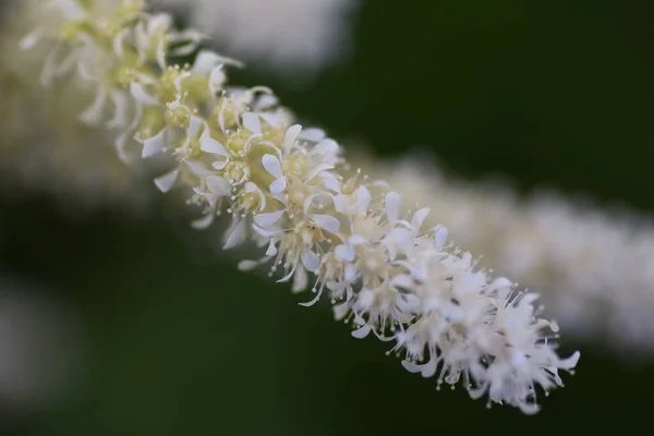 Astilbe Blüht Steinbrechgewächse Mehrjährige Pflanze — Stockfoto