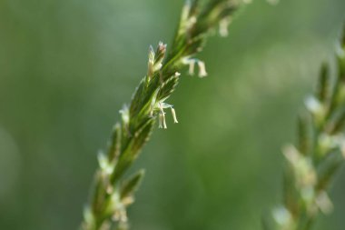 Daimi çim çiçekleri. Poaceae doğum öncesi çimeni.