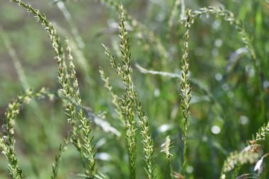 Daimi çim çiçekleri. Poaceae doğum öncesi çimeni.
