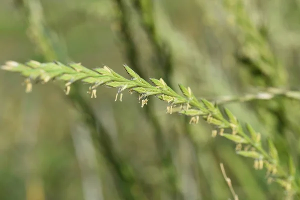 Flores Perennes Ryegrass Hierba Prennial Poaceae — Foto de Stock