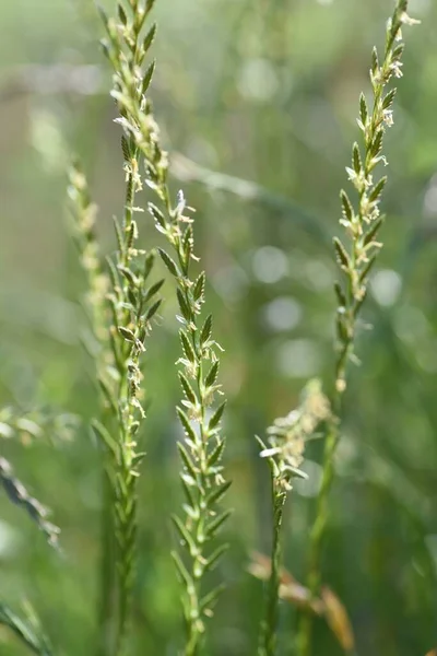 Perennial Ryegrass Flowers Poaceae Prennial Grass — Stock Photo, Image