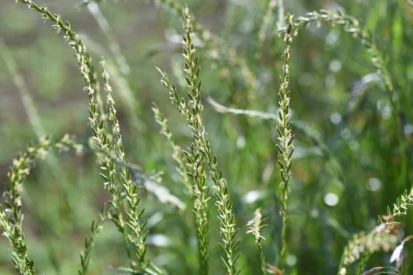 Daimi çim çiçekleri. Poaceae doğum öncesi çimeni.