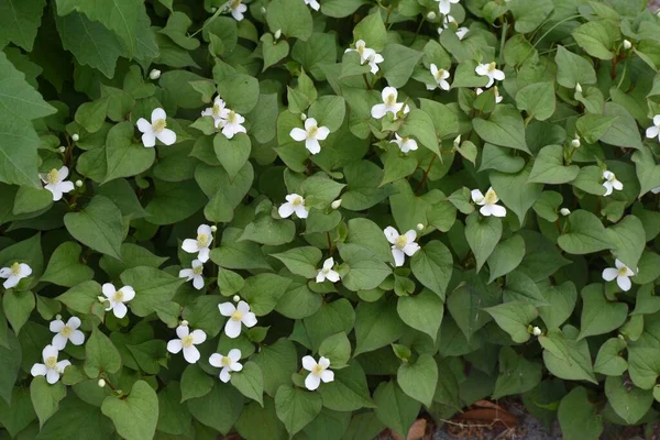 Houttuynia çiçekleri. Sauraceae daimi bitkisi.