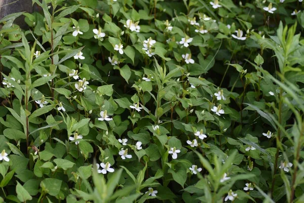 Houttuynia Çiçekleri Sauraceae Daimi Bitkisi — Stok fotoğraf