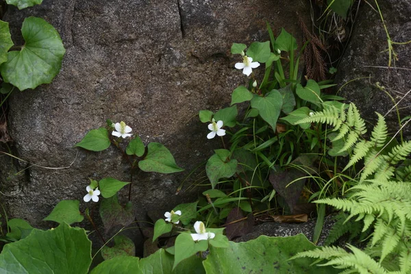 Houttuynia Virágok Saururaceae Évelő Gyógynövény — Stock Fotó