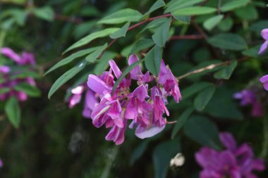 İspanyol yonca (Indigofera dekoru) çiçekleri. Fabaceae yaprak döken çalı.
