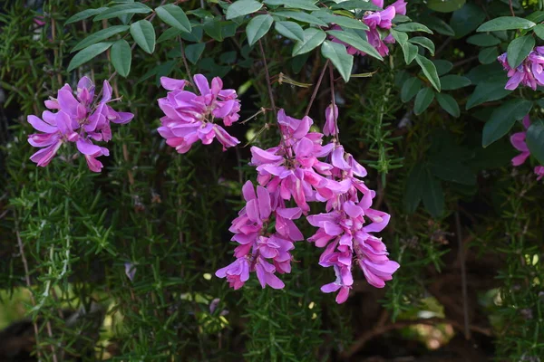 Trevo Espanhol Indigofera Decora Flores Fabaceae Arbusto Caduco — Fotografia de Stock