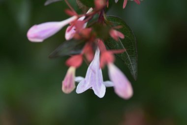  Parlak abelia tomurcukları ve çiçekleri. Caprifoliaceae Her zaman yeşil çalı.