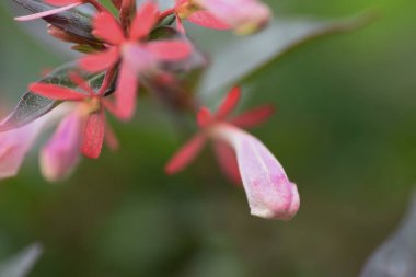  Parlak abelia tomurcukları ve çiçekleri. Caprifoliaceae Her zaman yeşil çalı.